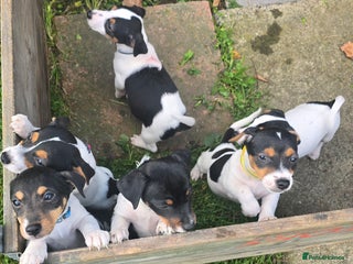 Jack Russell dogs for sale - Advert 1