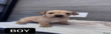 Labrador Retriever 2