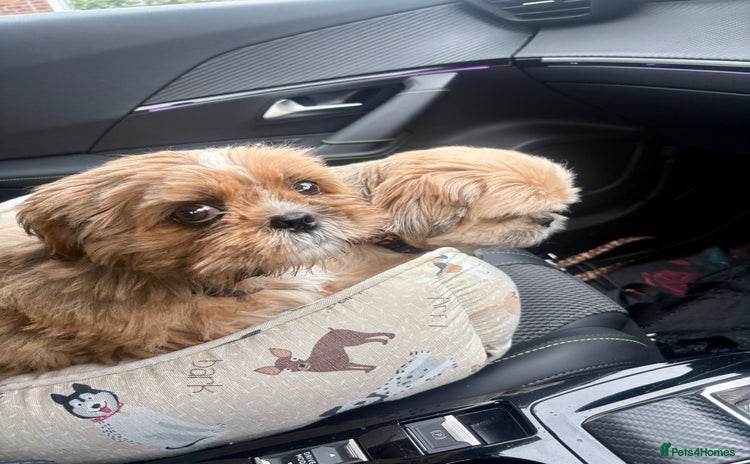 Shih Tzu dogs - Advert 1