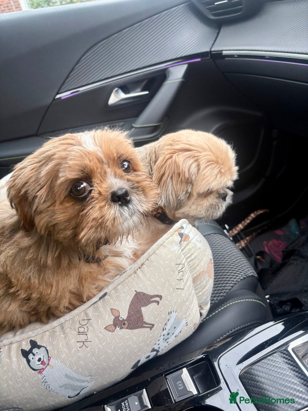 Shih Tzu dogs for sale: Gorgeous chocolate boy needing new loving home  - Image 1