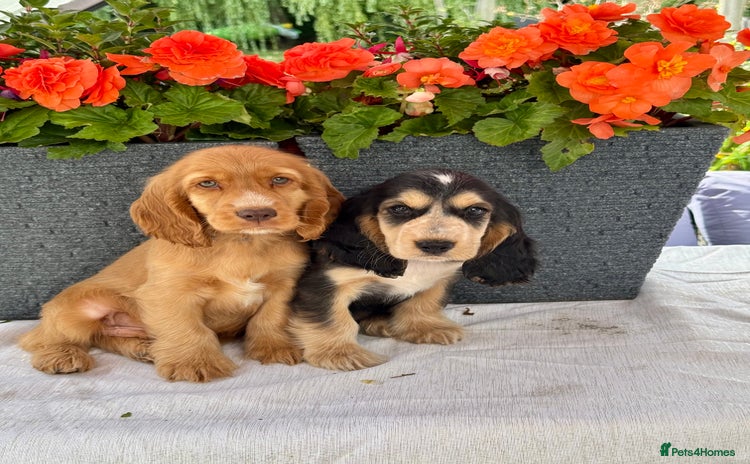 Cocker Spaniel dogs in Market Drayton - Advert 3