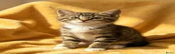 Mixed Breed cats for sale: 4 beautiful boys  - Advert 3