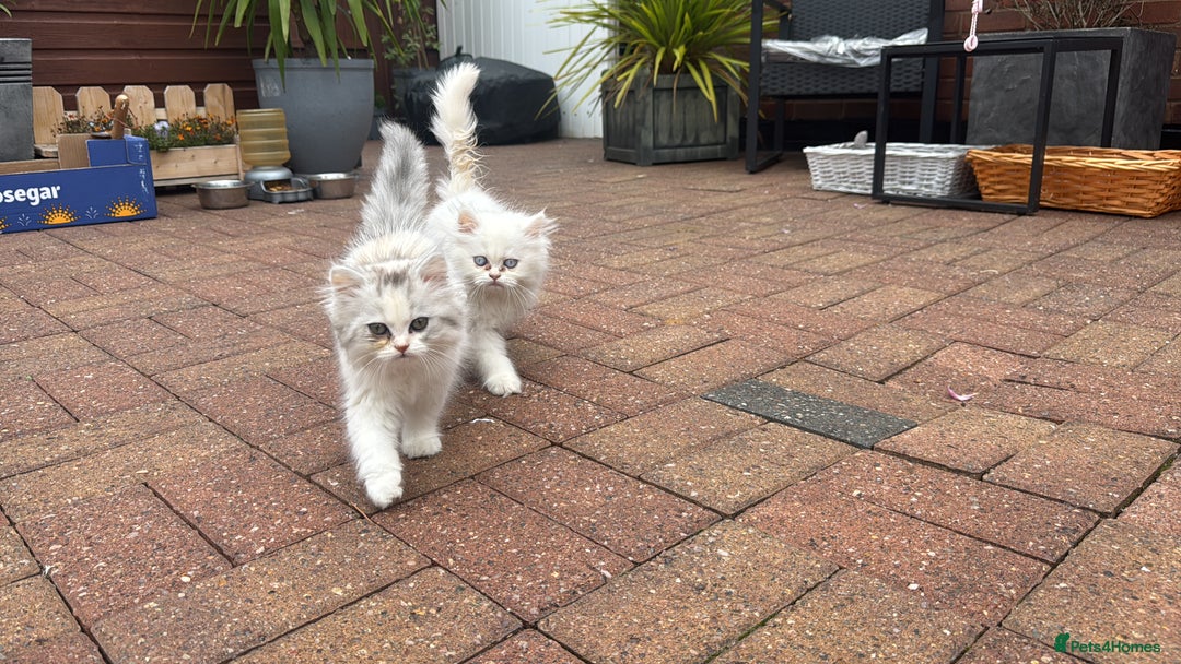 Persian cats for sale: Lovely Persian cats  - Image 23