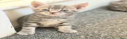 Mixed Breed cats for sale: Stunning male kitten  - Advert 7