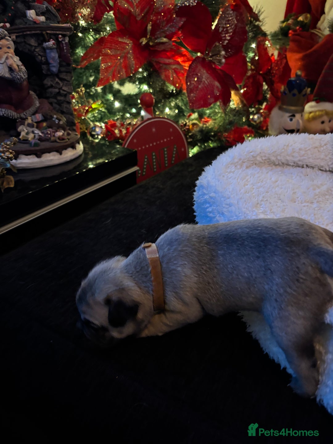 Pug dogs for sale: Pug puppies - Advert 19