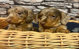 Miniature Dachshund dogs for sale: Stunning Miniature Smooth Dachshund - Image 1