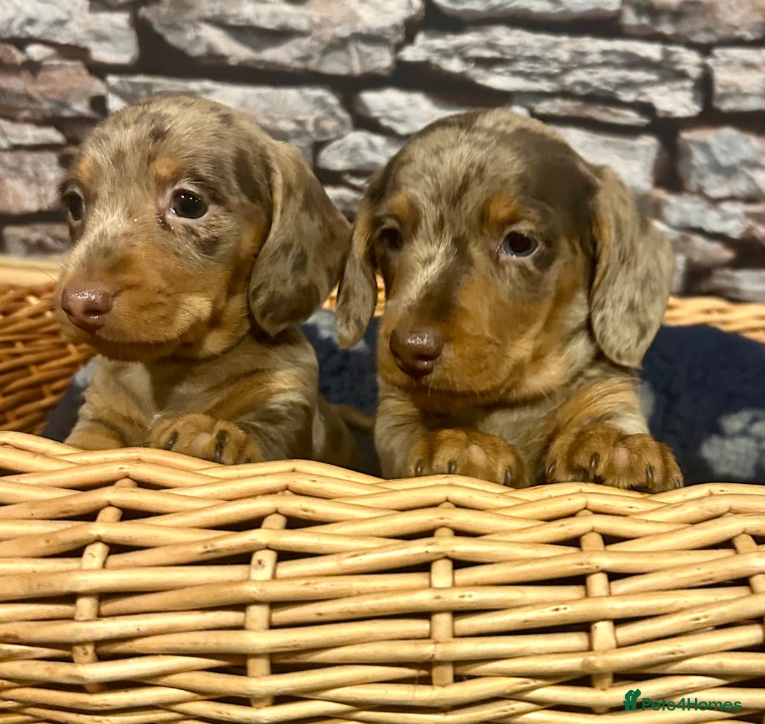 Miniature Dachshund dogs for sale: Stunning Miniature Smooth Dachshund - Image 1