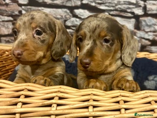 Miniature Dachshund dogs - Advert 15