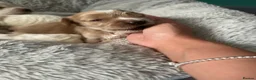 Cockapoo dogs for sale: 5 gorgeous female Cockapoo in Maldon - Advert 9