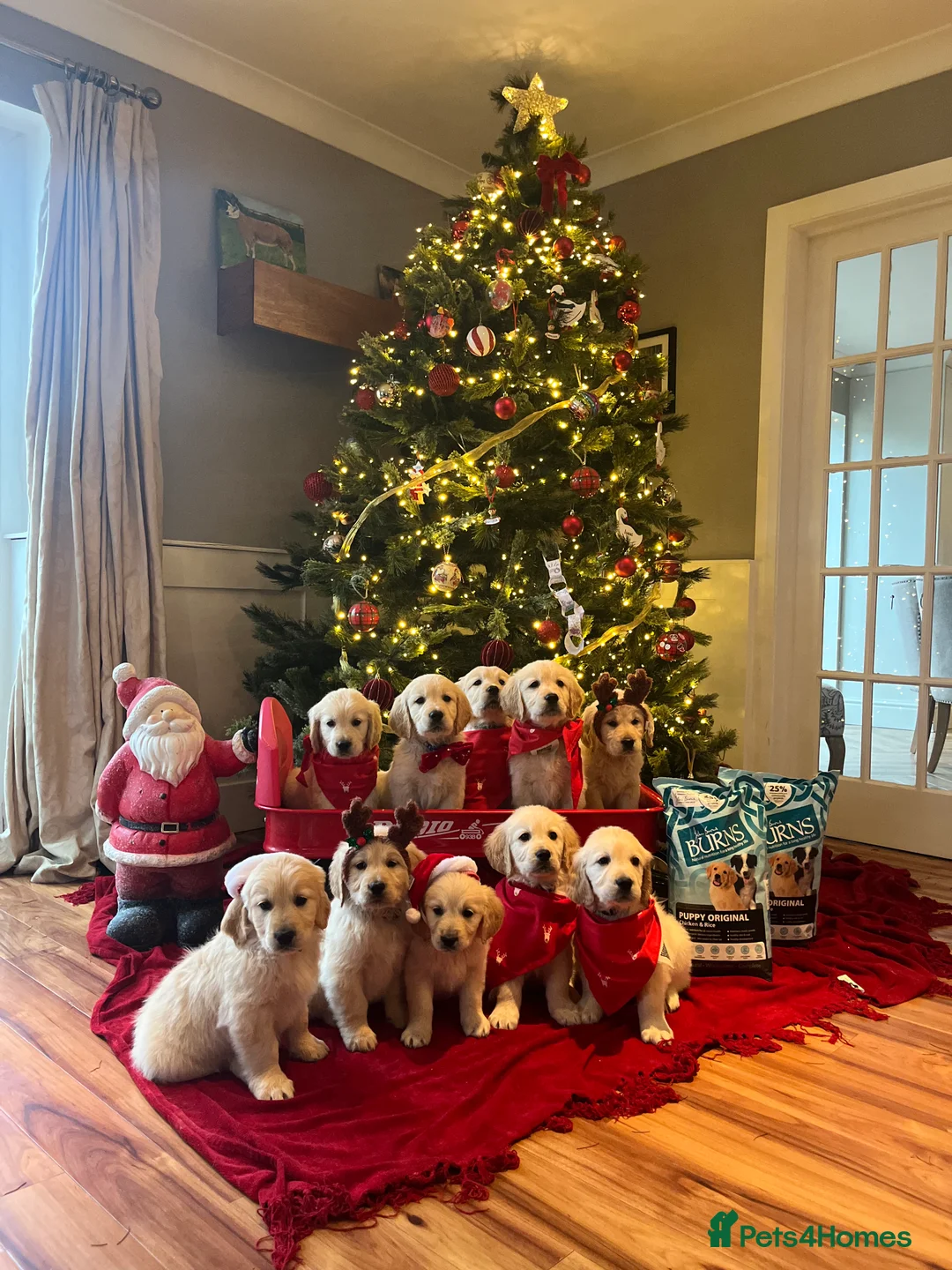 Golden Retriever dogs for stud: Exceptional Proven Stud - Advert 4