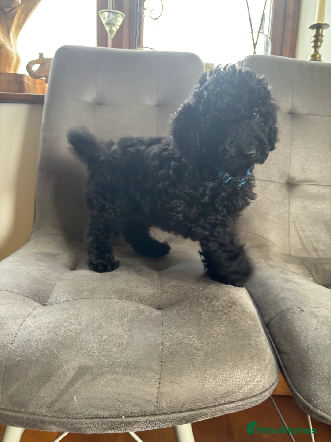 Sproodle dogs for sale: Gorgeous Black F1b miniature Sproodle - Advert 4