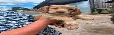 Cocker Spaniel 5
