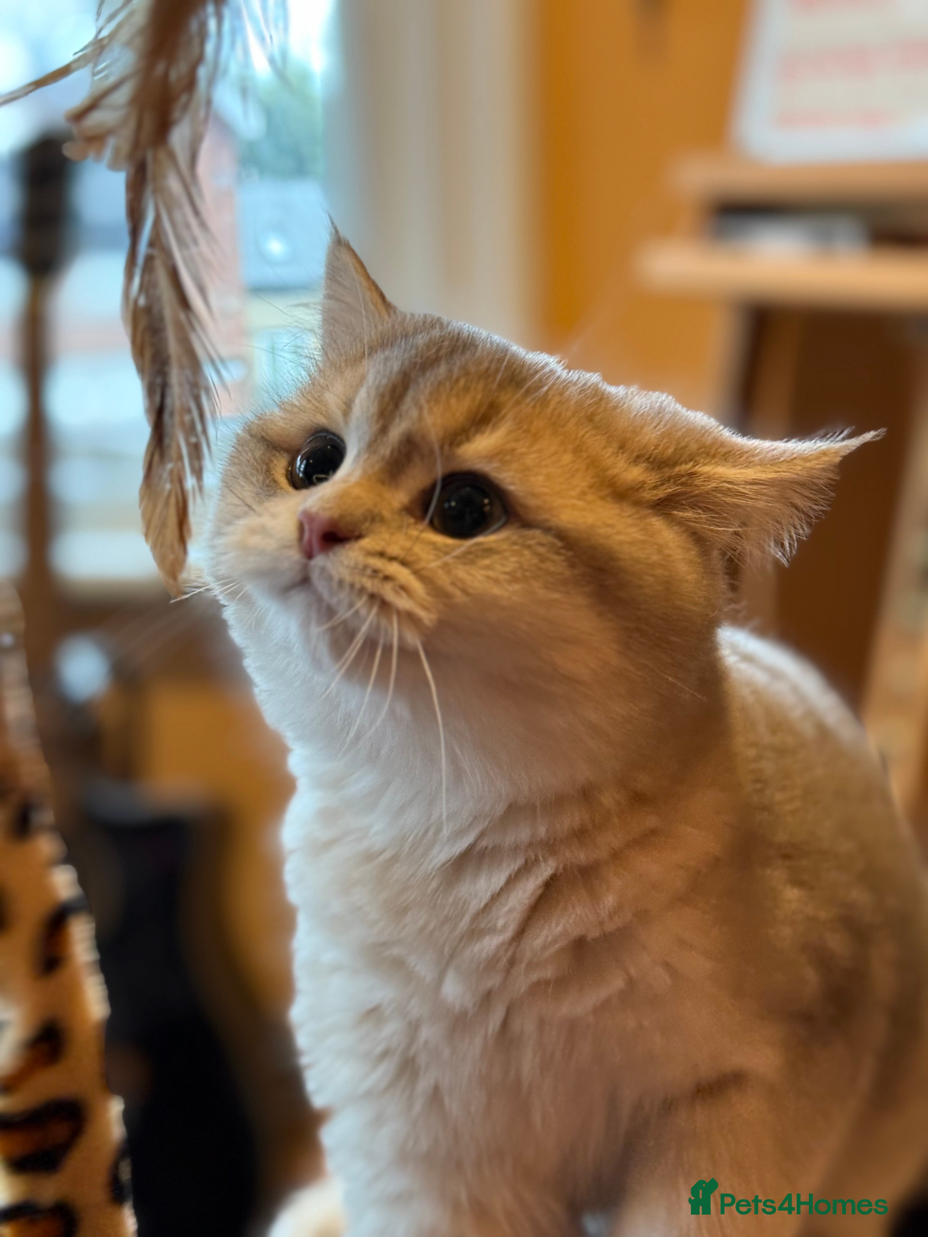 British Shorthair cats READY Blue Goldens sired by x4 Champion - Advert 13