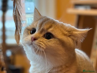 British Shorthair cats READY Blue Goldens sired by x4 Champion - Advert 1