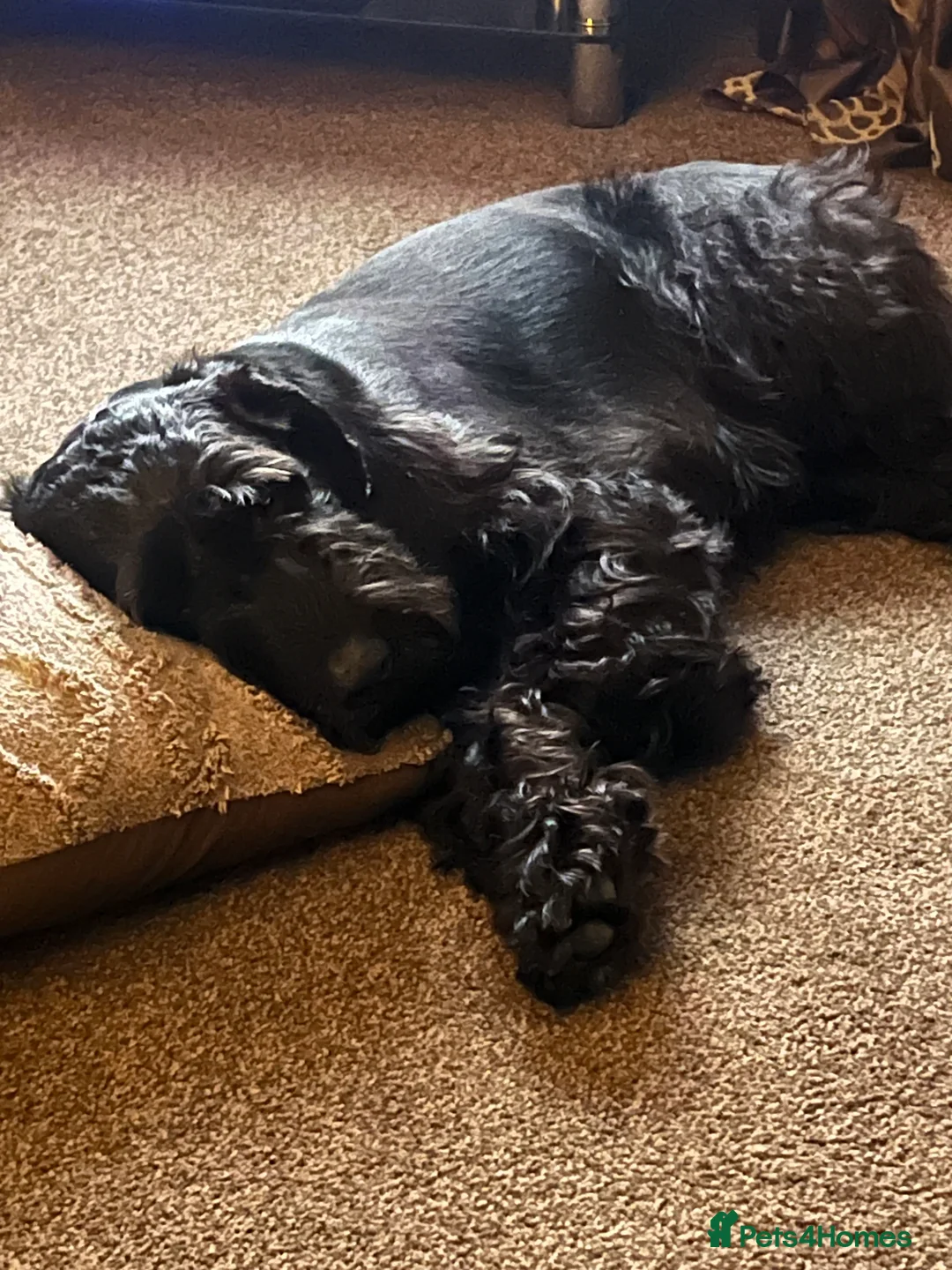 Schnauzer dogs for sale: Standard schnauzer aged 2 1/2 Boy  - Advert 14