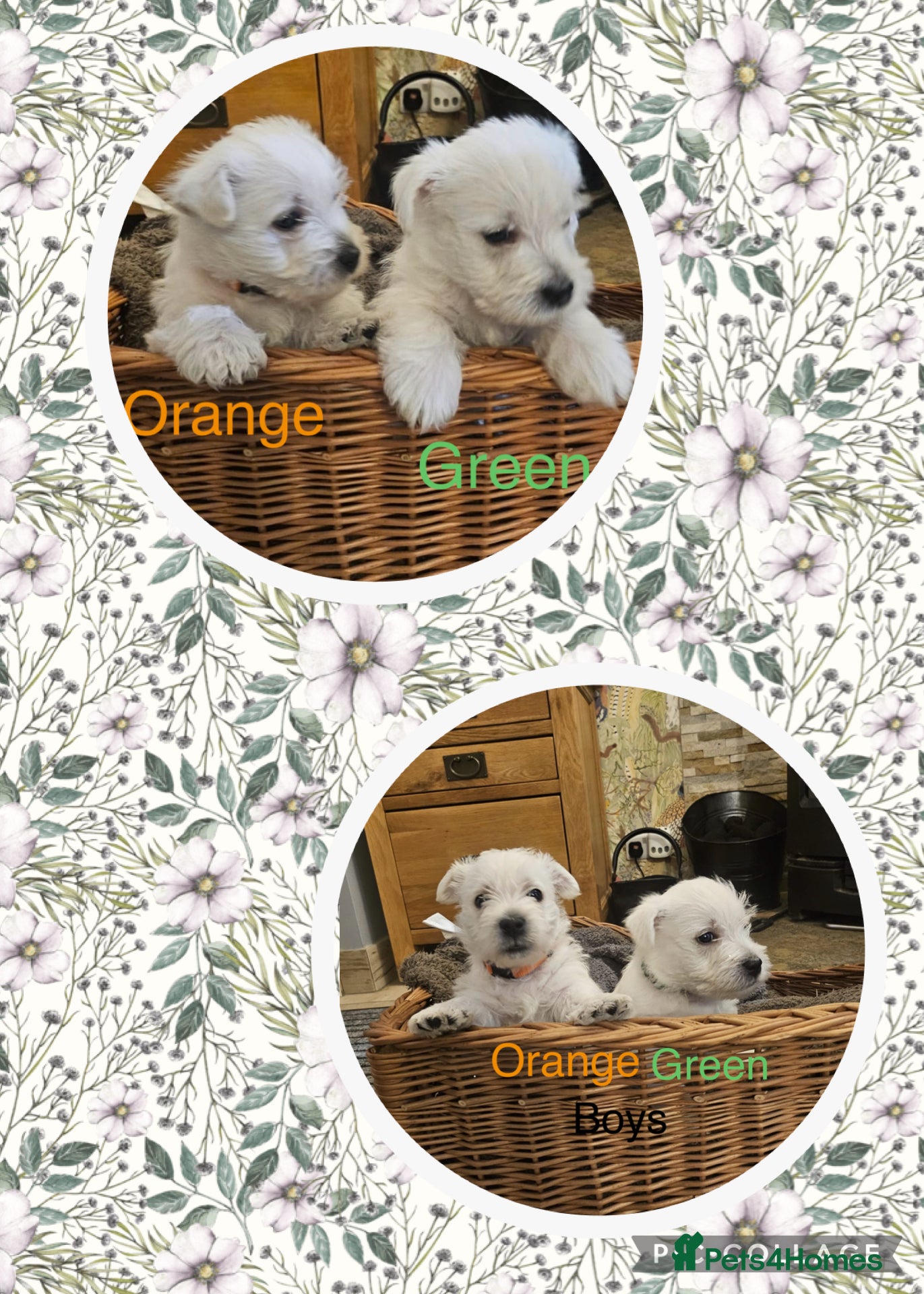 West Highland Terrier dogs WEST HIGHLAND TERRIERS  - Advert 6