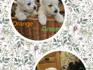 West Highland Terrier dogs WEST HIGHLAND TERRIERS - Advert 6