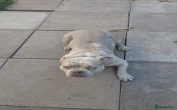 American Bully dogs for sale: Merle pocket bully  - Image 2