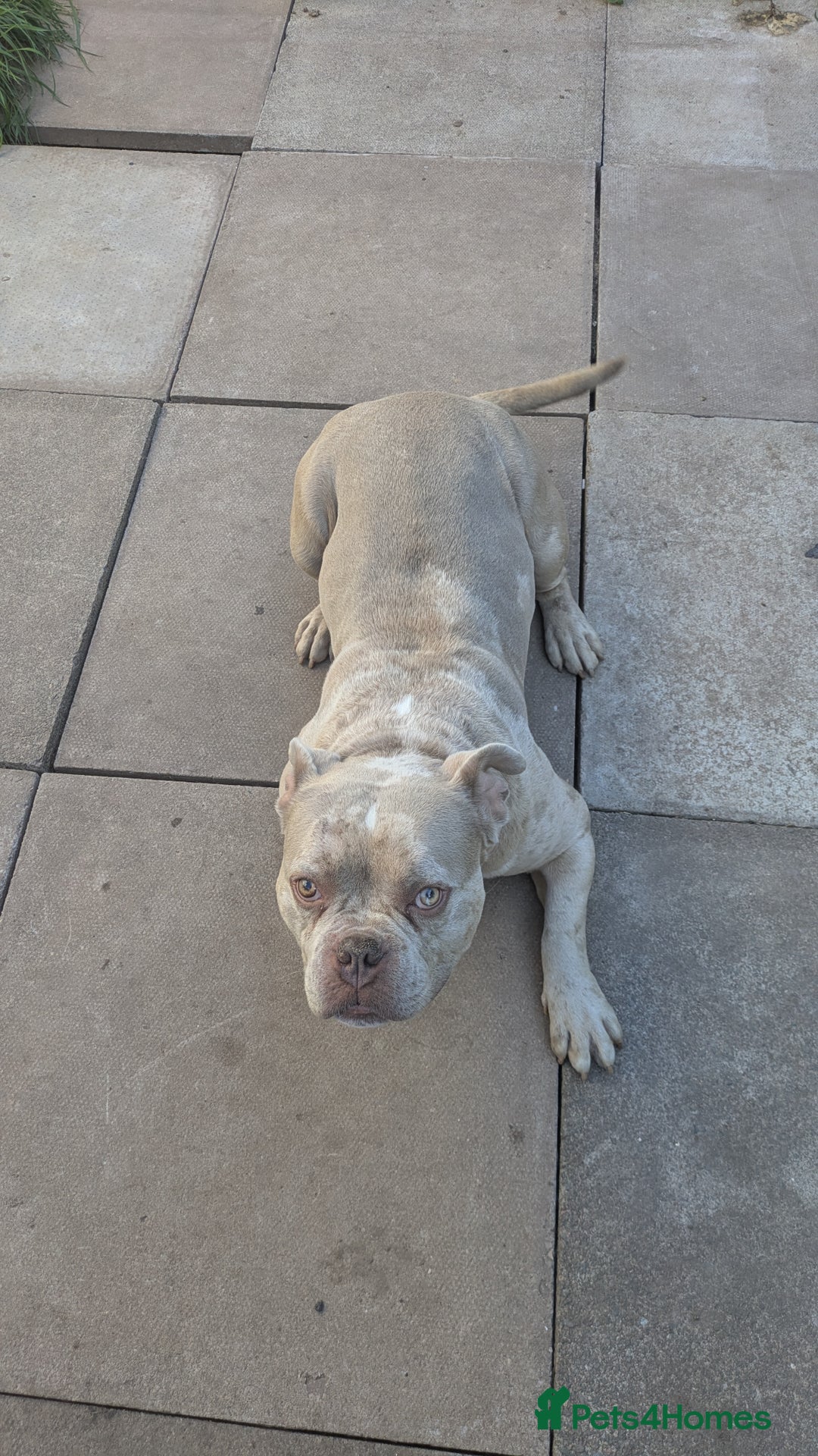 American Bully dogs for sale: Merle pocket bully  - Image 2