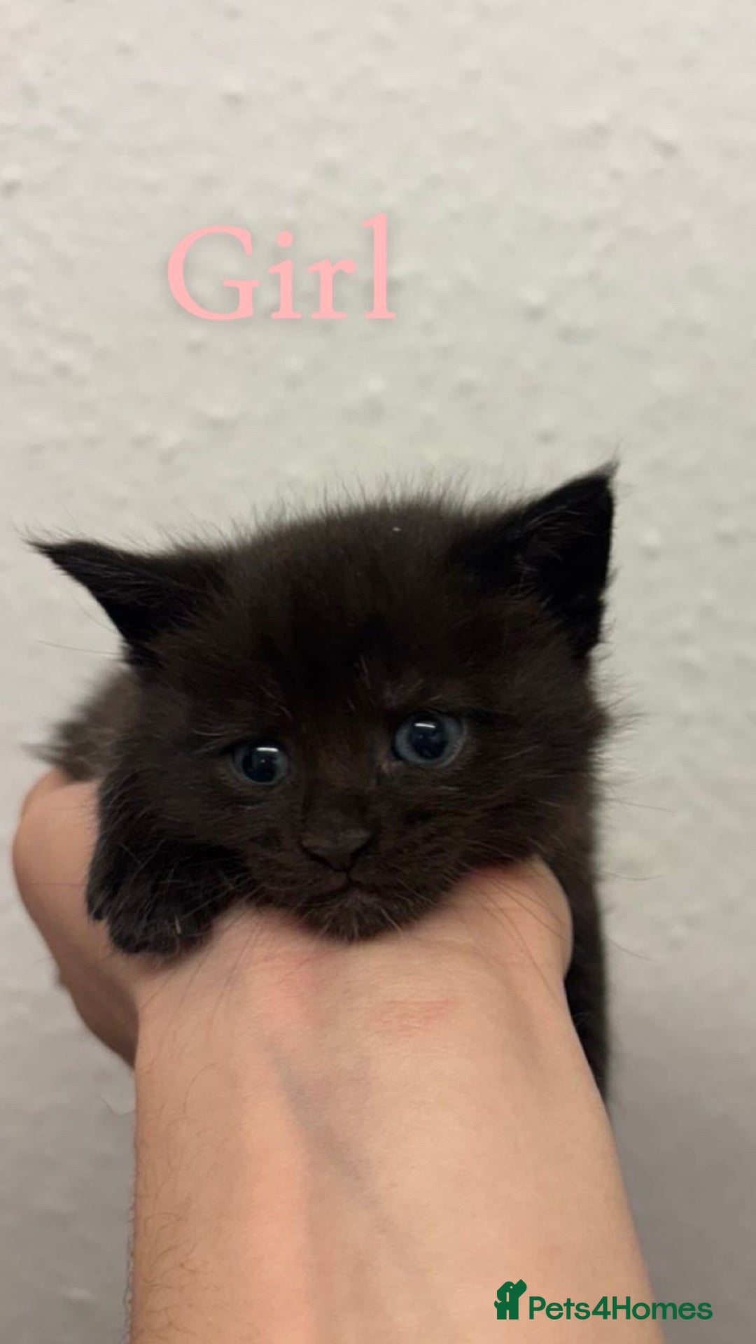 Maine Coon cats for sale: Mane coon cross  - Advert 7