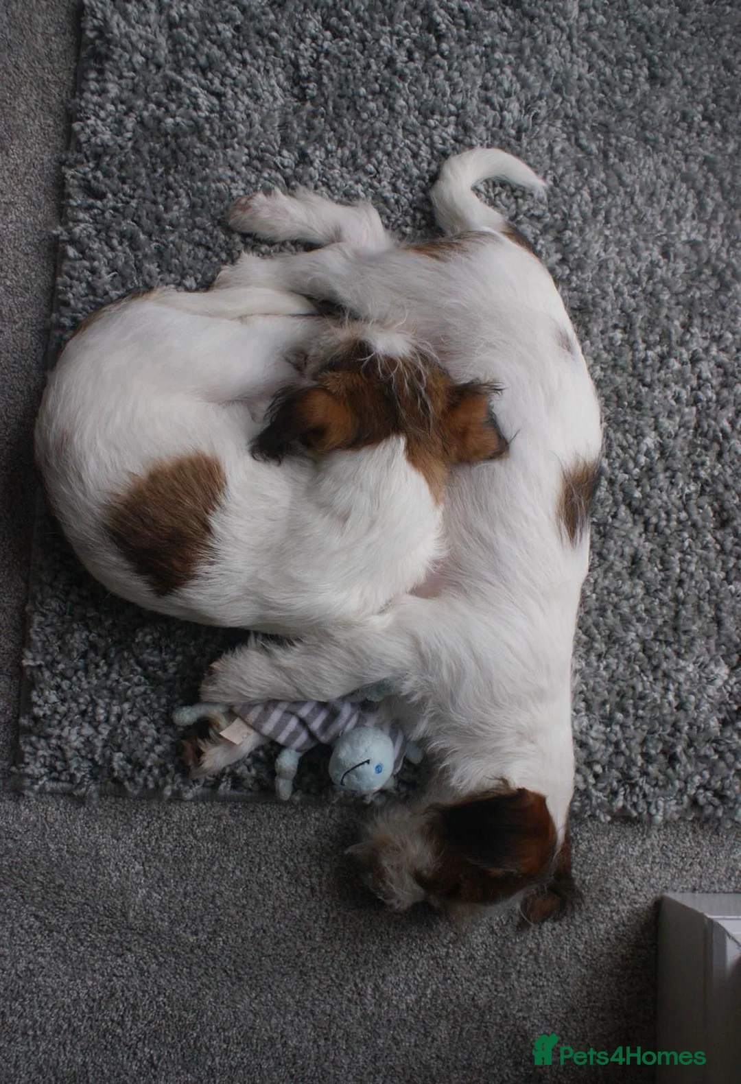 Mixed Breed dogs for sale: Jack Russell x Shih Tzu  - Advert 9