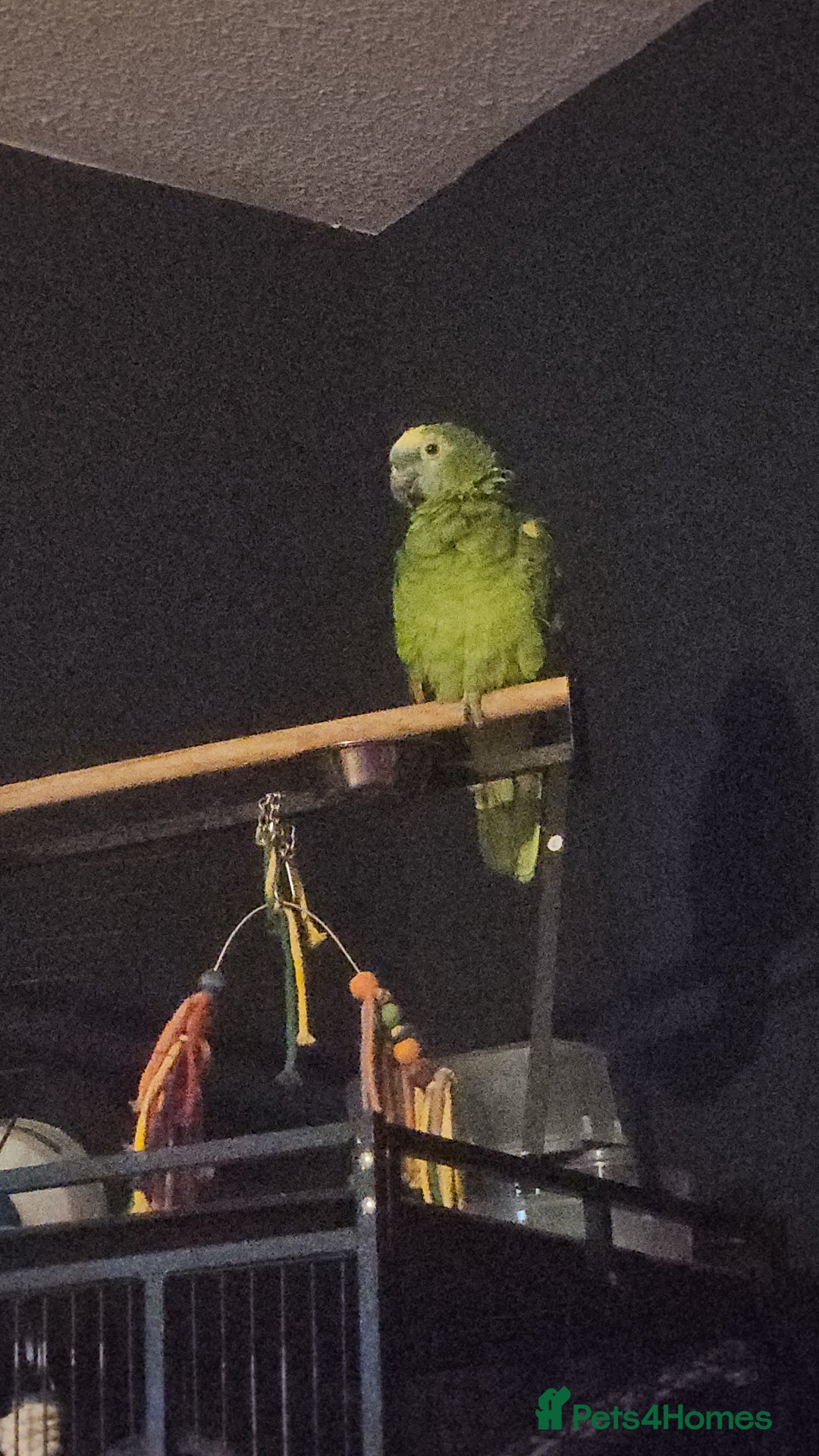 Parrots birds for sale: Talking hand tame blue fronted amazon - Advert 3