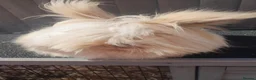 Angora rabbits for sale: Teddydwerg doe - Advert 6