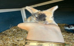 Harlequin rabbits for sale: Harlequin Baby rabbits for sale   - Image 12