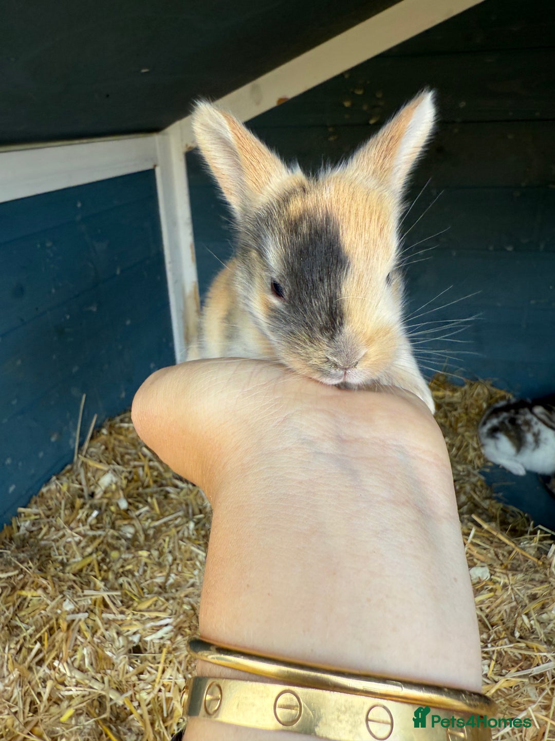 Harlequin rabbits for sale: Harlequin Baby rabbits for sale   - Image 12