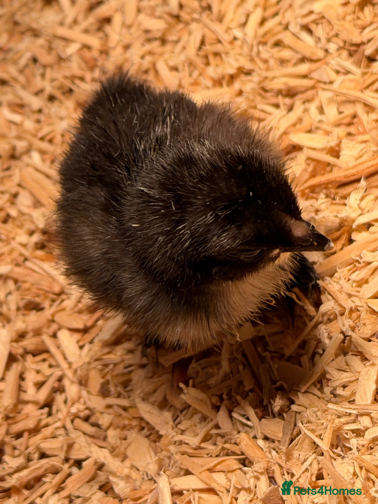 Chickens poultry Bantam chicks day olds - Advert 2
