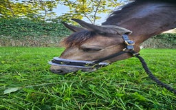 Andalusian horses for sale: Full or Part Loan - Advert 15