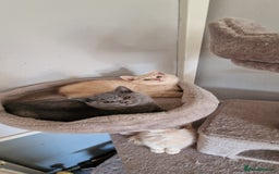 British Shorthair cats for sale: Pure British shirthair ready for new parents - Image 13