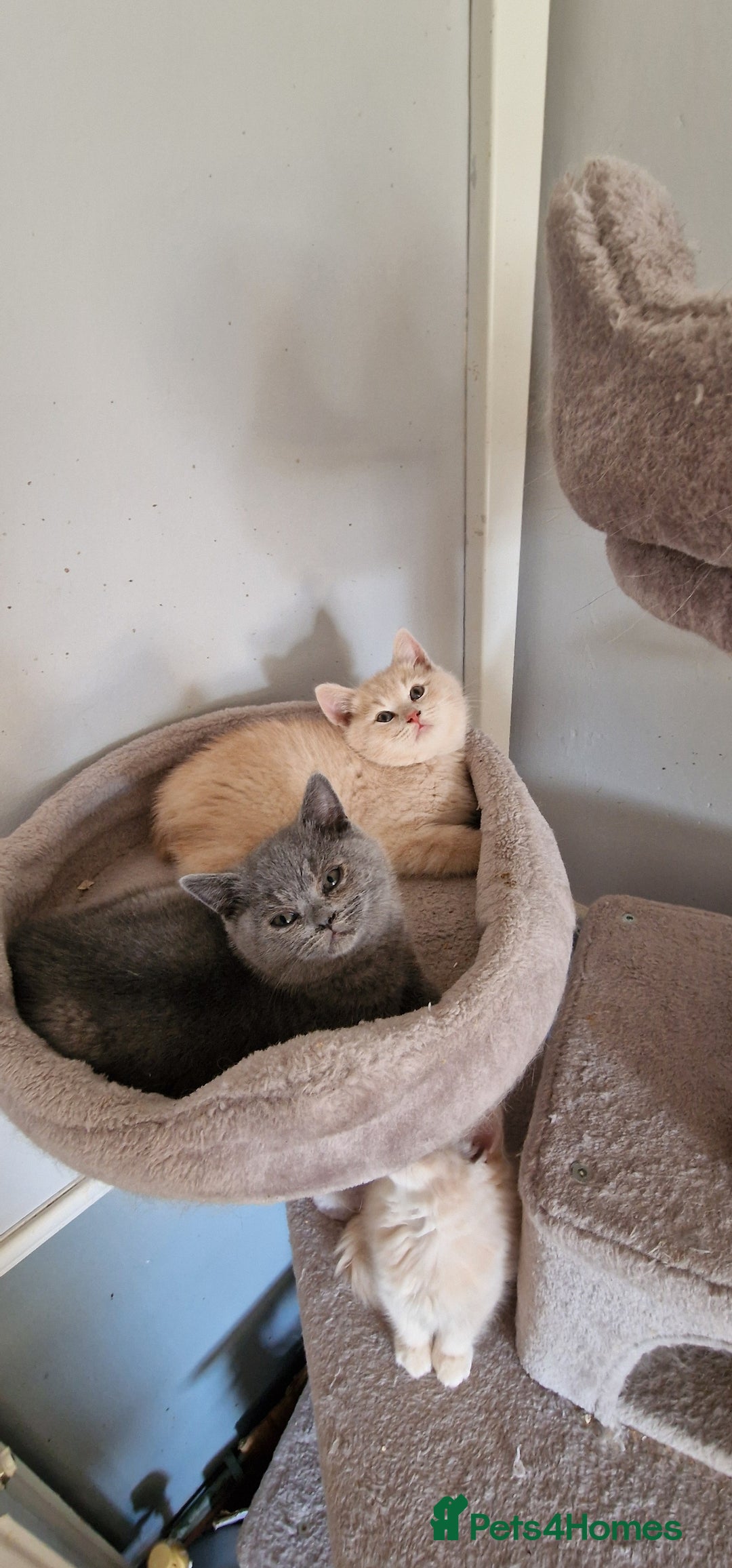 British Shorthair cats for sale: Pure British shirthair ready for new parents - Image 13