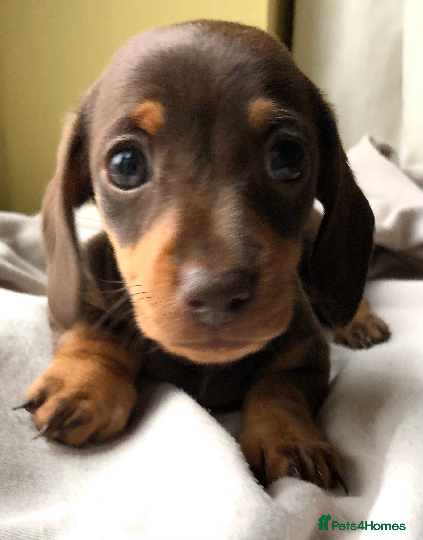 Miniature Dachshund dogs for sale: Choc dapple and Choc & tan. Kc reg. PRA Clear - Advert 4
