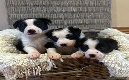 Border Collie dogs for sale: 🌿 Calm, child-friendly pups — beautiful nature - Image 1