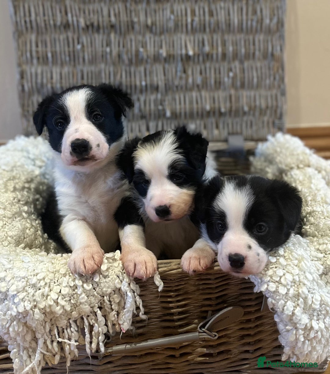 Border Collie dogs for sale: 🌿 Calm, child-friendly pups — beautiful nature - Image 1