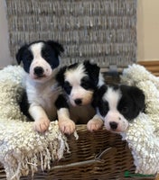 Border Collie dogs - Advert 3