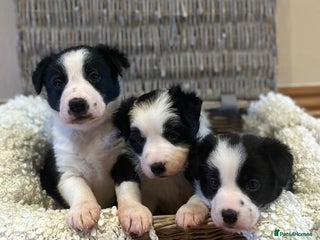 Border Collie dogs - Advert 3