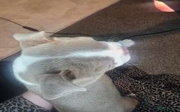 Boston Terrier dogs for sale: Blossom's Beautiful Bostons - Advert 16