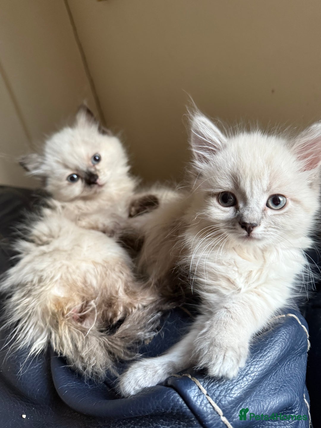 Ragdoll cats for sale: ADORABLE RAGDOLL KITTENS - READY NOW - Image 25
