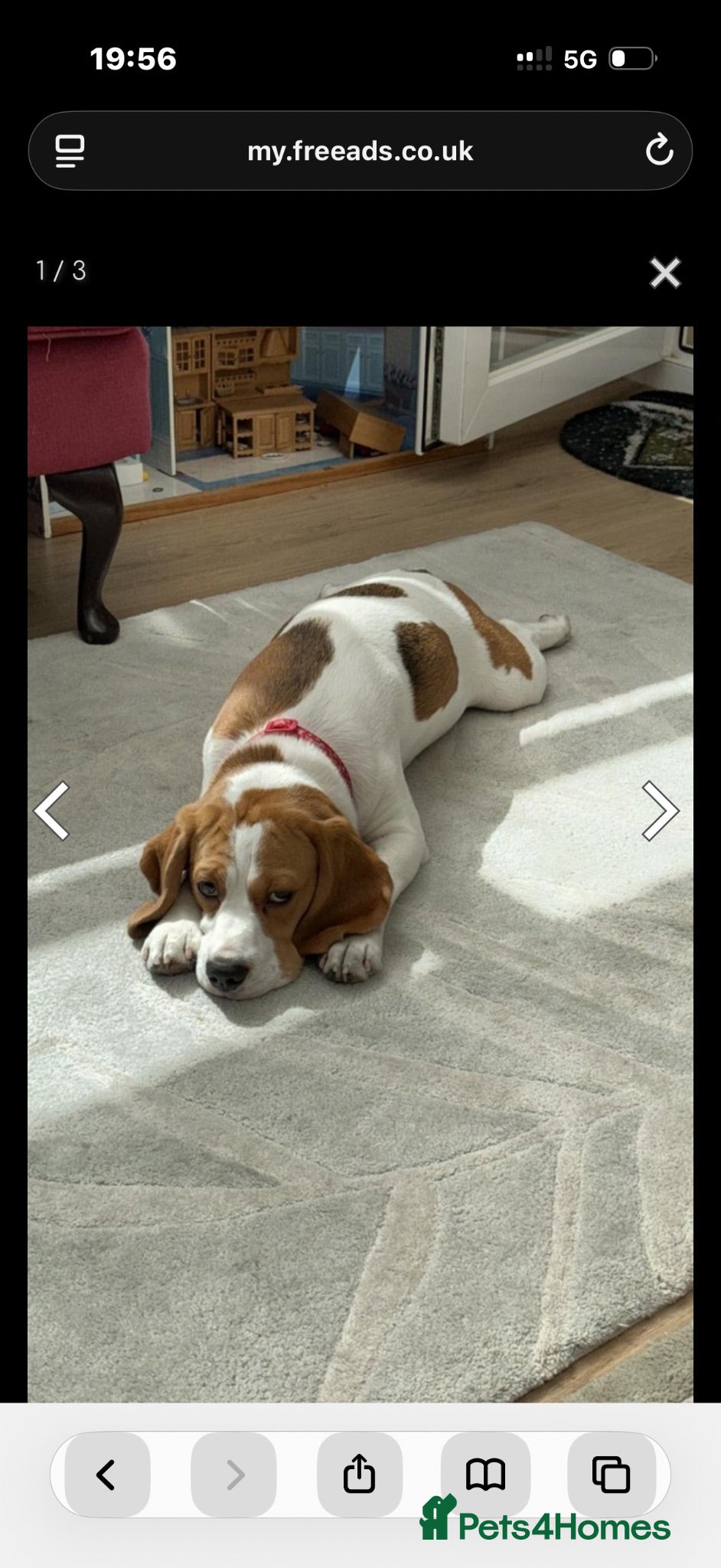 Beagle dogs Beagle  - Advert 1
