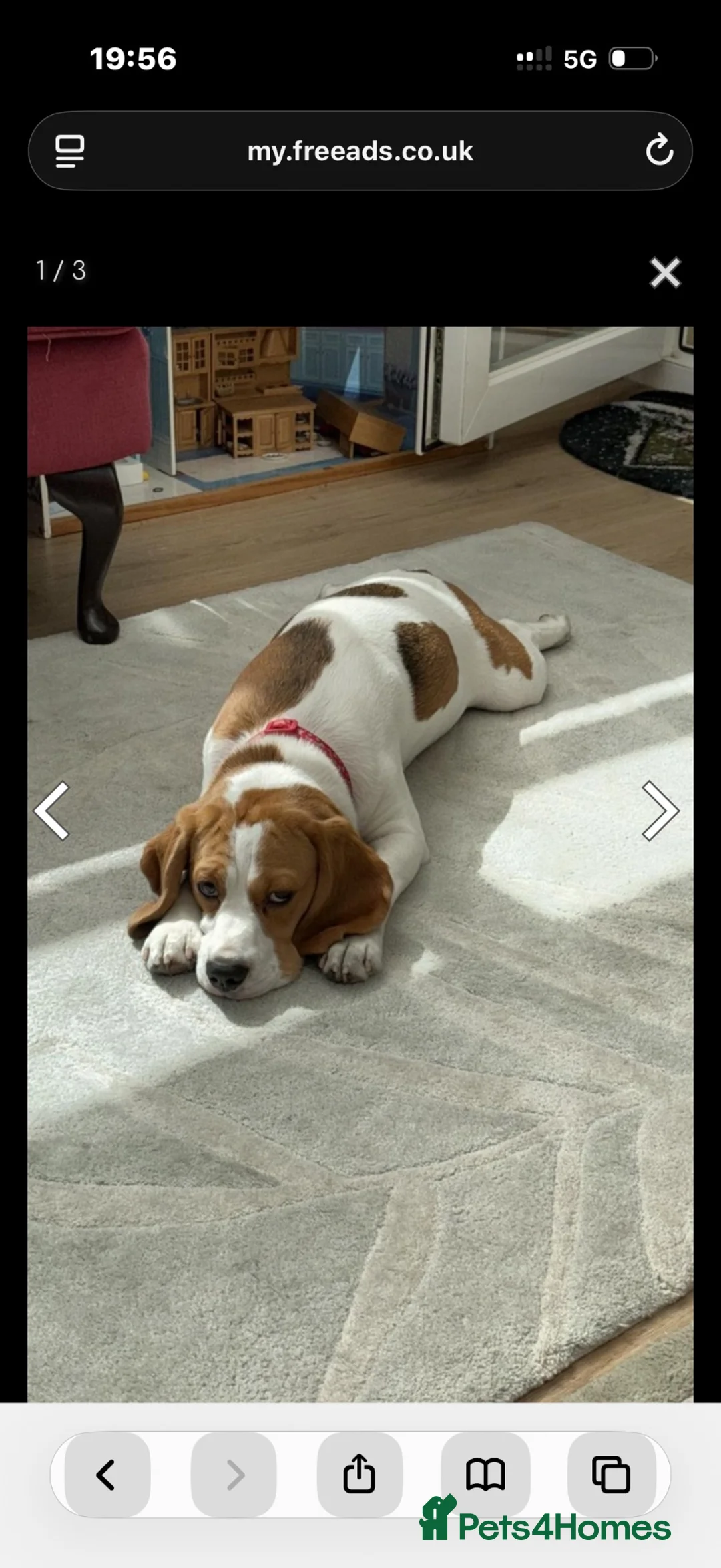 Beagle dogs for sale: Beagle  in Canterbury - Advert 1