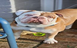 Olde English Bulldogge dogs for stud: Our son aka STITCH beautiful boy for stud aged 2 - Image 5