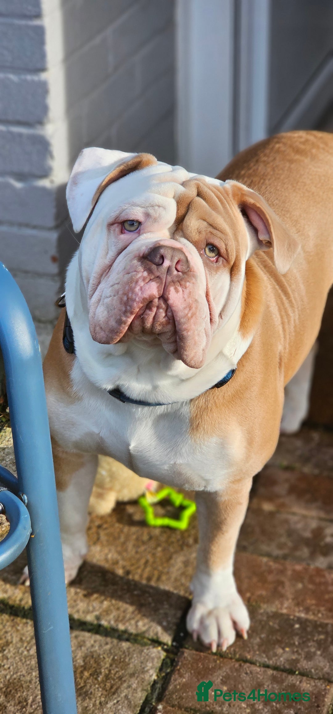 Olde English Bulldogge dogs for stud: Our son aka STITCH beautiful boy for stud aged 2 - Image 5