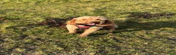 Cockapoo dogs for sale: Stunning F2 Cockapoo puppies - Advert 12