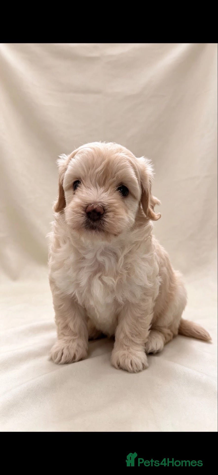 Maltipoo dogs 🤩 1 stunning f1 male Maltipoo 🤩 - Advert 16