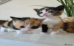 Mixed Breed cats for sale: 🌟2 mix breed/ British short haired females 🌟  - Image 7