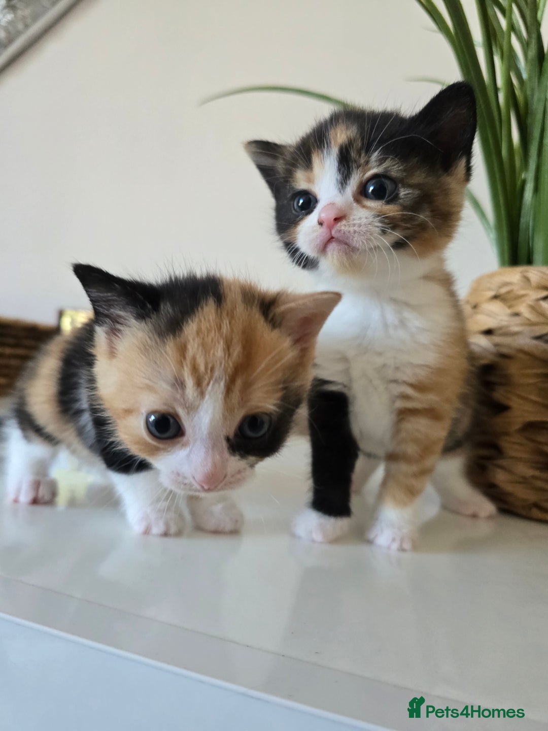 Mixed Breed cats for sale: 🌟2 mix breed/ British short haired females 🌟  - Image 7