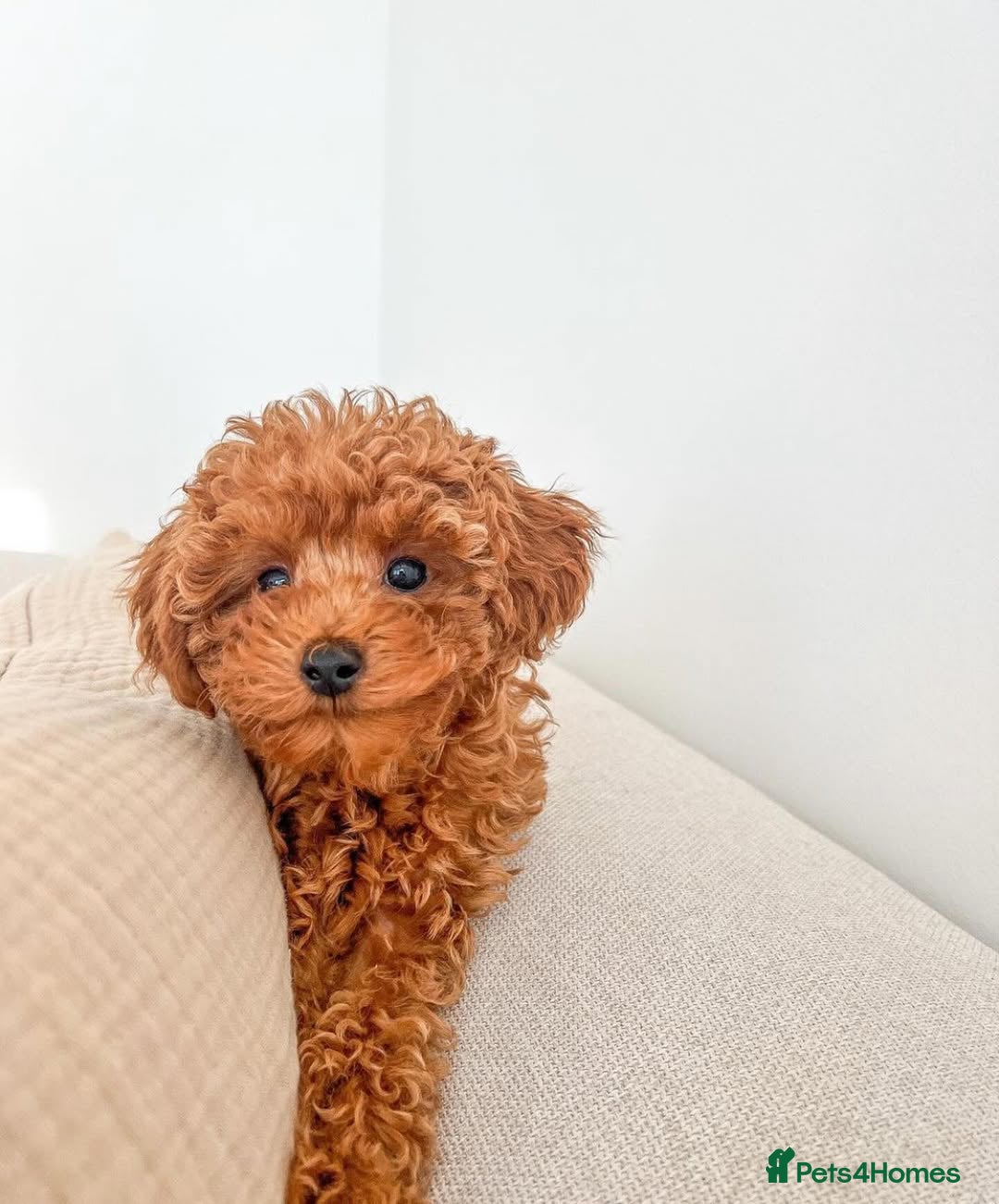Toy Poodle dogs for sale: Beautiful Red Toy Poodle puppies  - Image 10