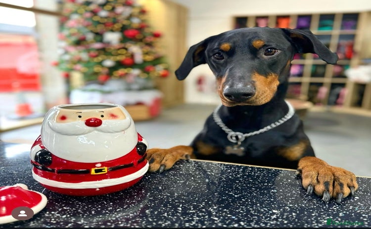 Dobermann dogs - Advert 1